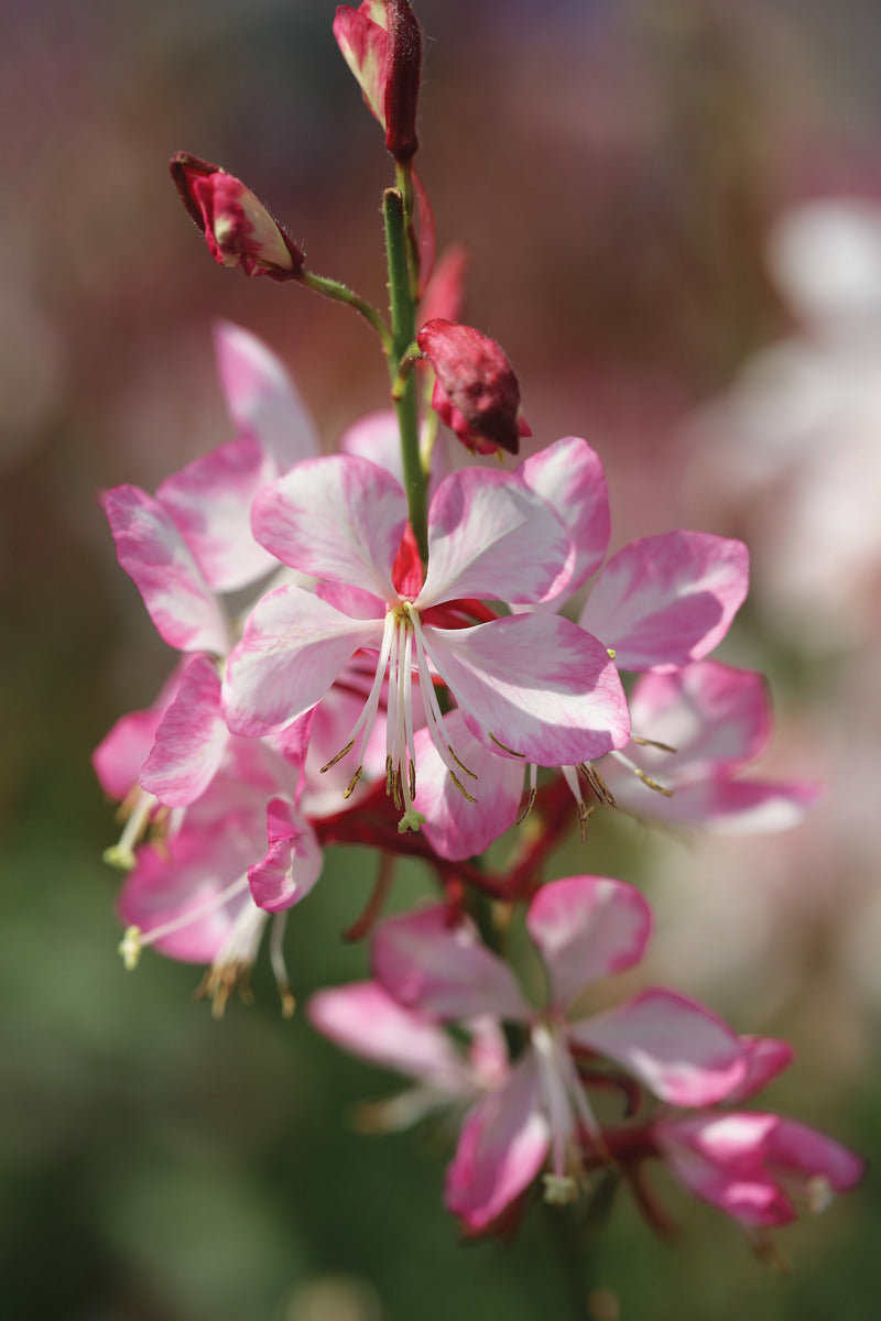 Gaura Gauriella Bicolour
