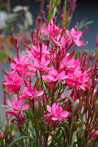 Gaura Grace Blush - Ladybird Nursery