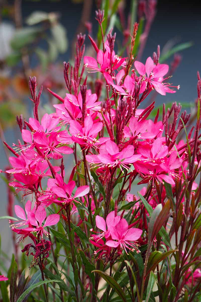 Gaura Grace Blush - Ladybird Nursery