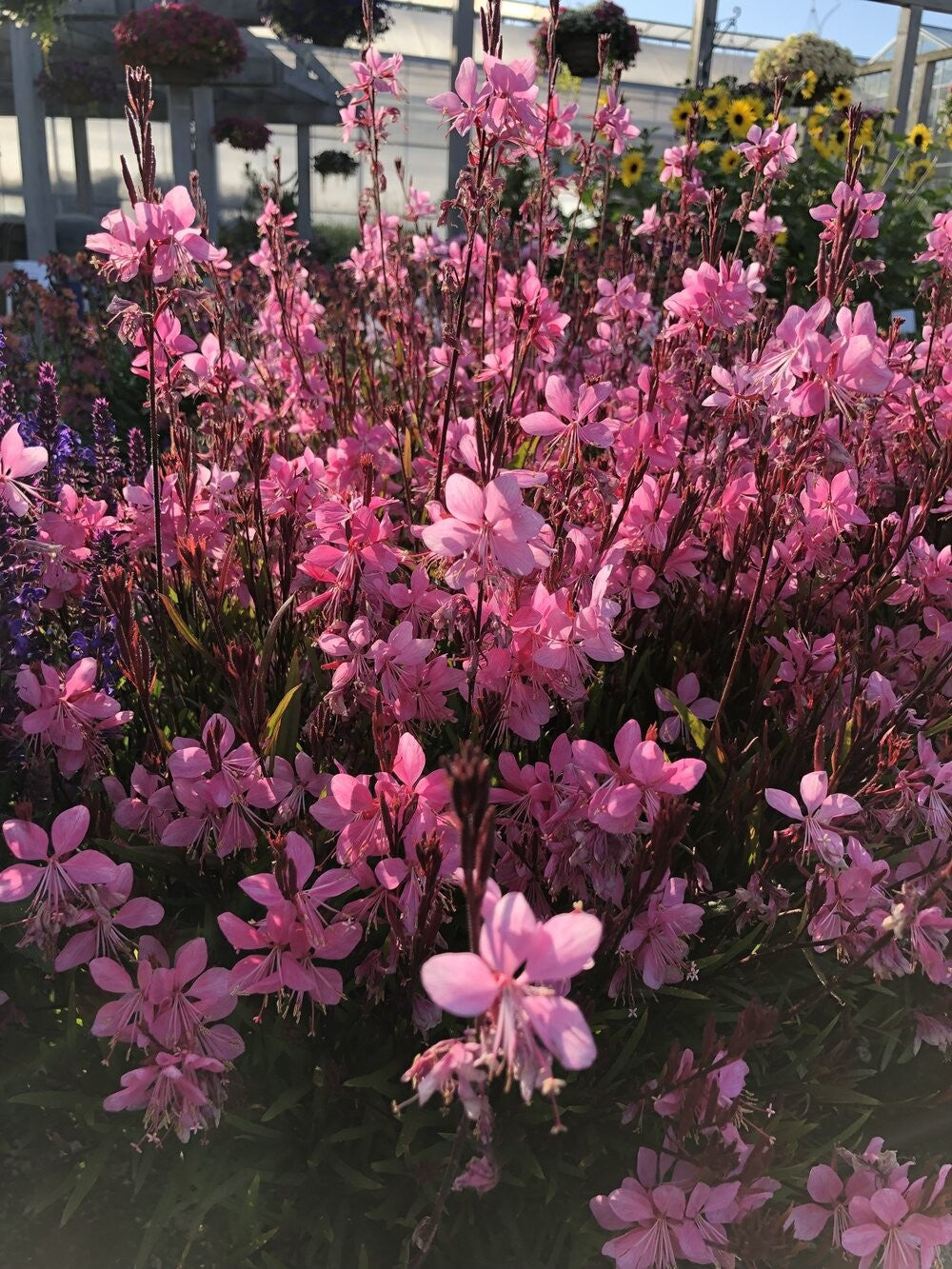 Gaura Grace Compact Pink
