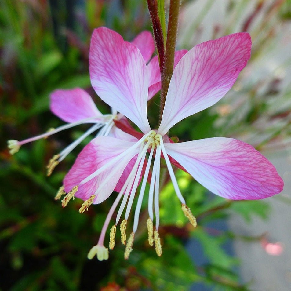 Gaura Little Janie (Gaura lindheimeri) - Ladybird Nursery