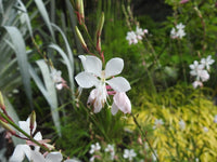 Gaura Pearl Butterflies