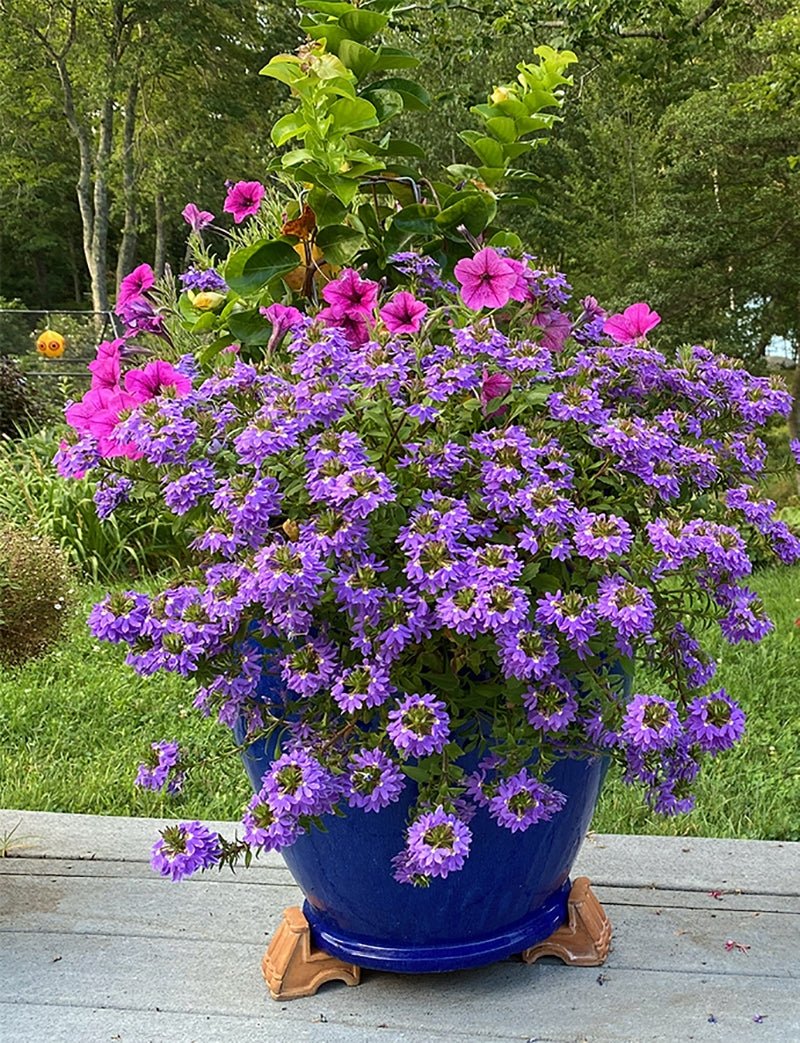 Fan Flower Seaside Magic Mix (Scaevola) - Ladybird Nursery