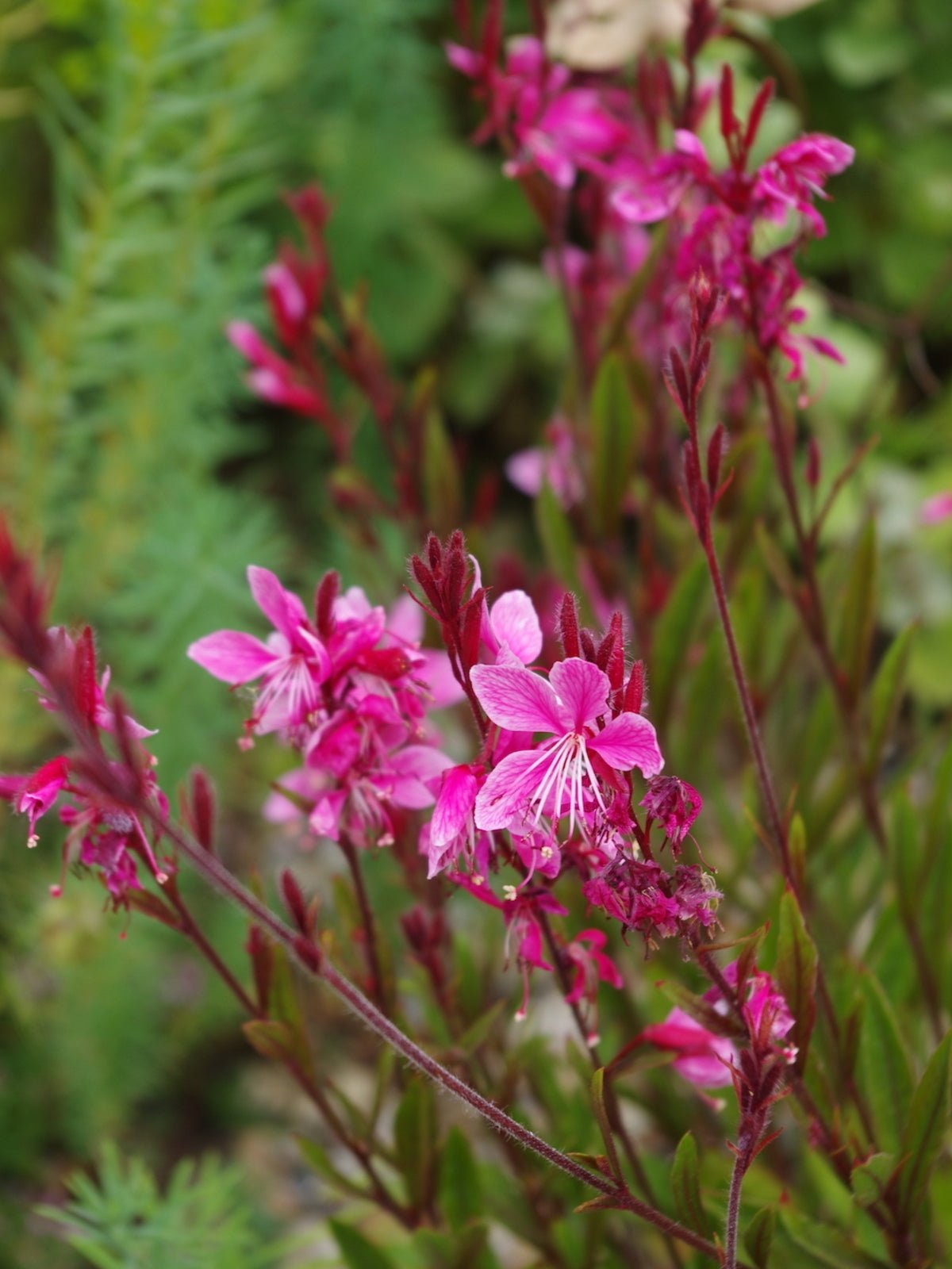 Gaura Pink (Gaura lindheimeri) - Ladybird Nursery
