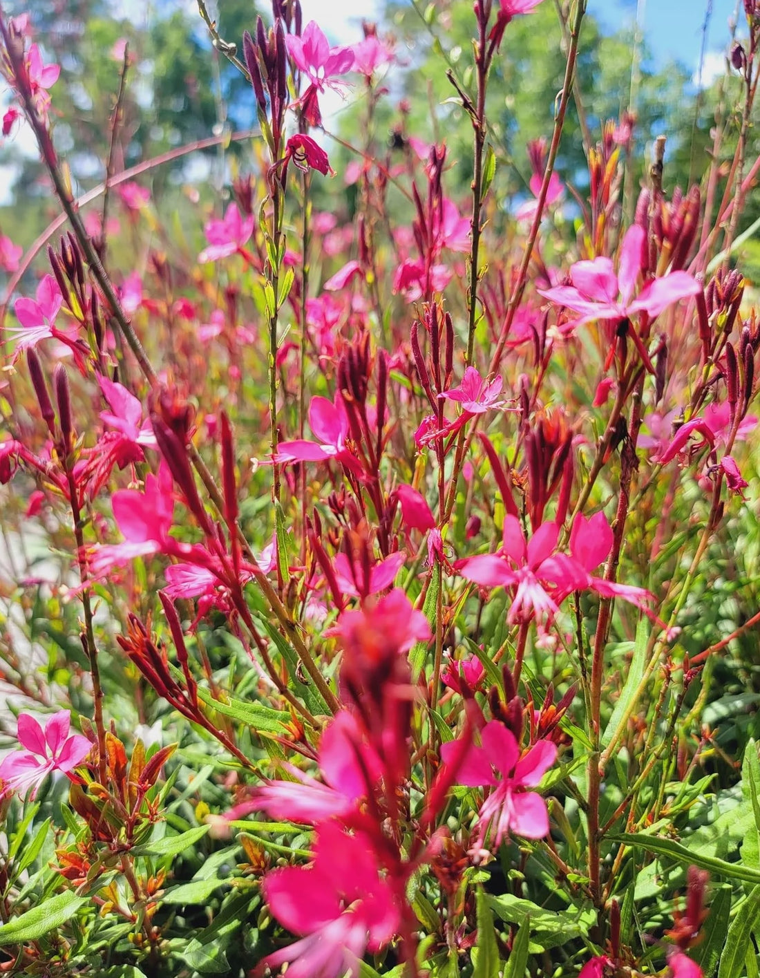 Gaura Pink (Gaura spp.) - Ladybird Nursery