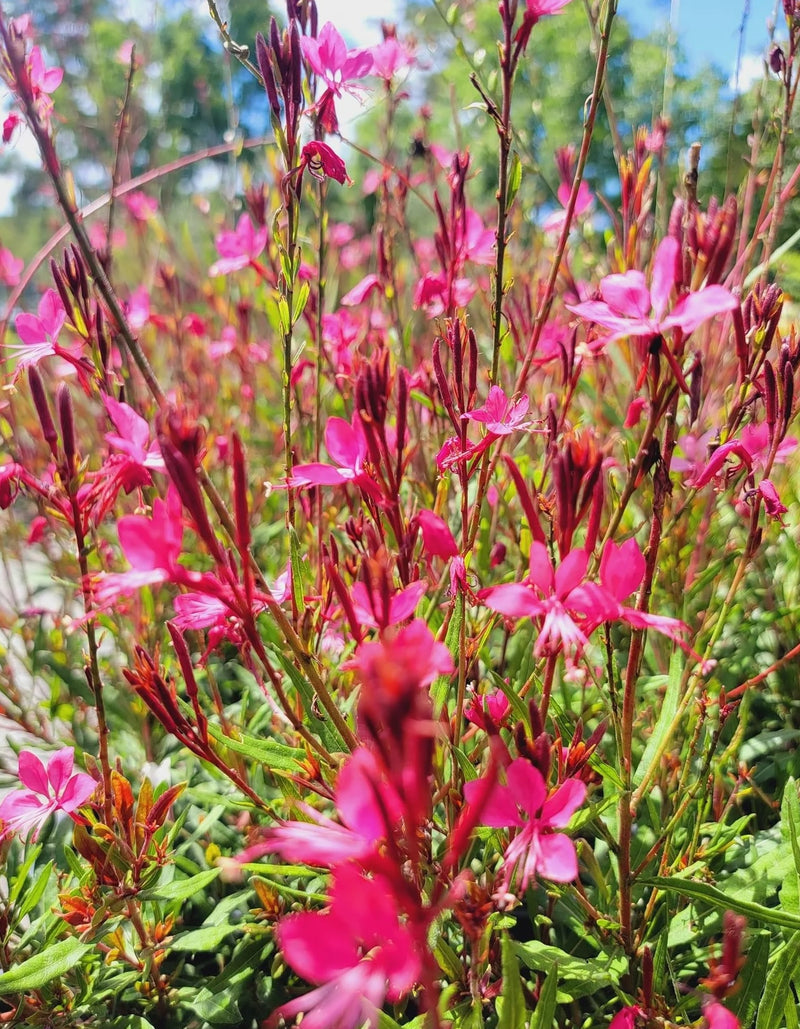 Gaura Pink (Gaura spp.)