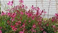 Gaura Rose Butterflies - Ladybird Nursery