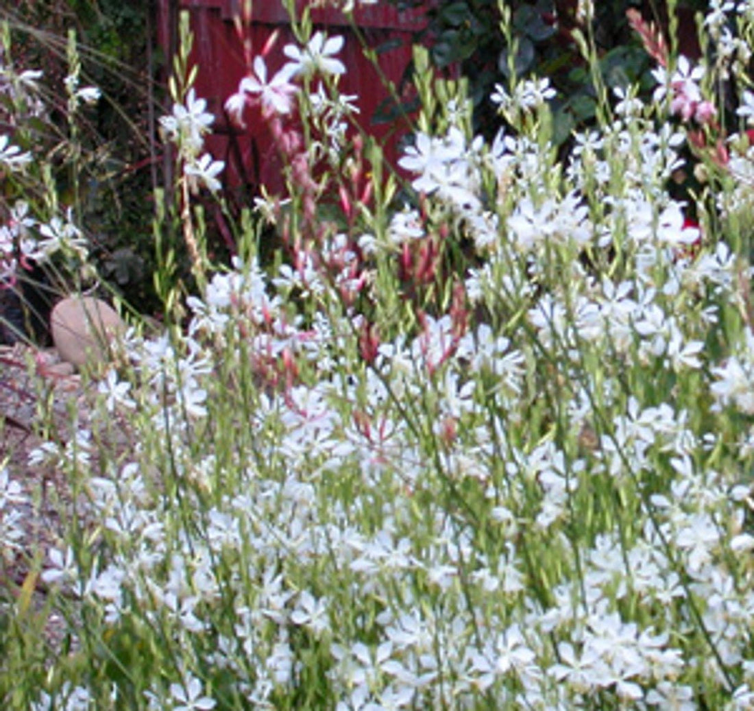 Gaura So White (Gaura lindheimeri) - Ladybird Nursery