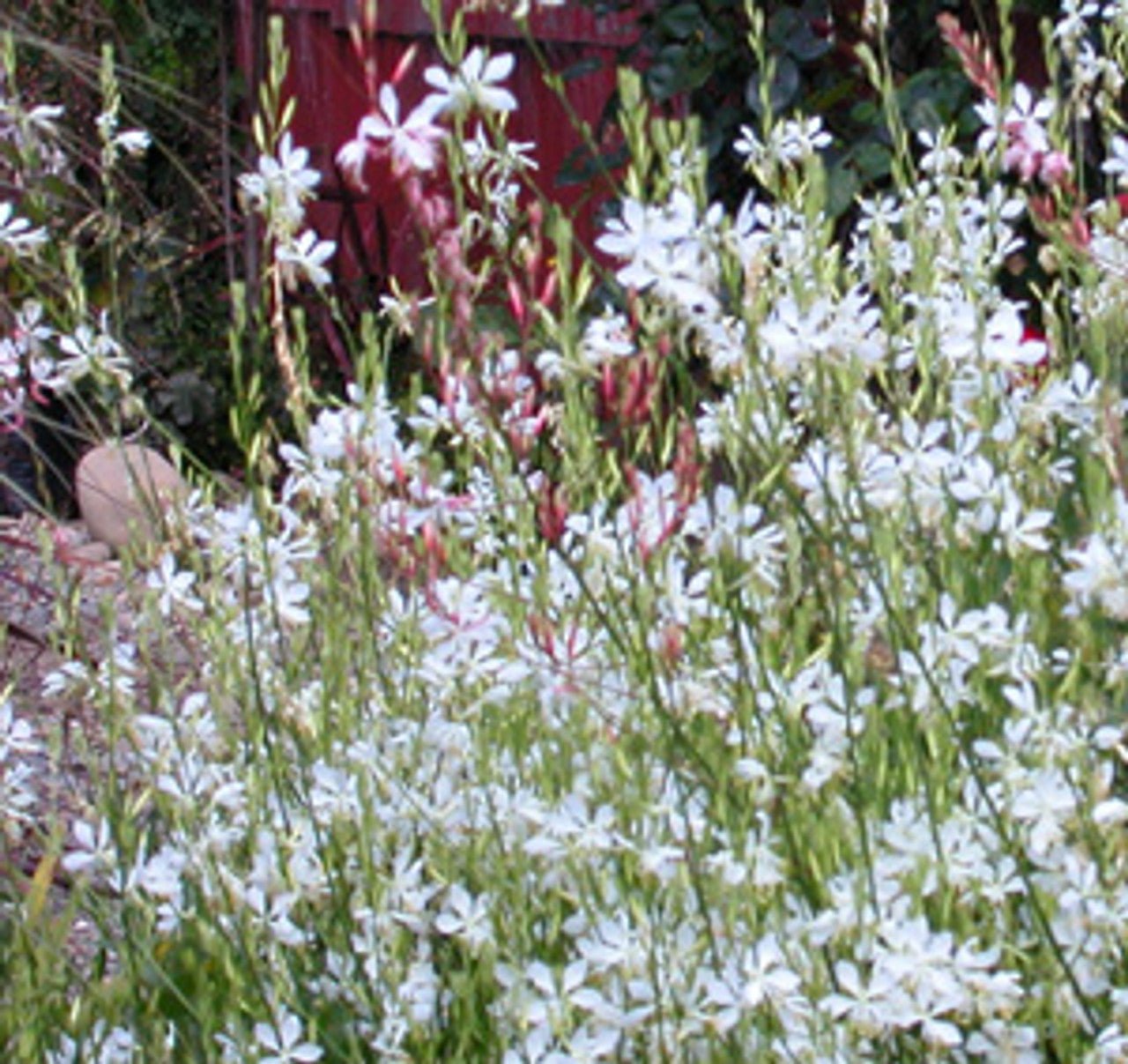 Gaura So White (Gaura lindheimeri) - Ladybird Nursery