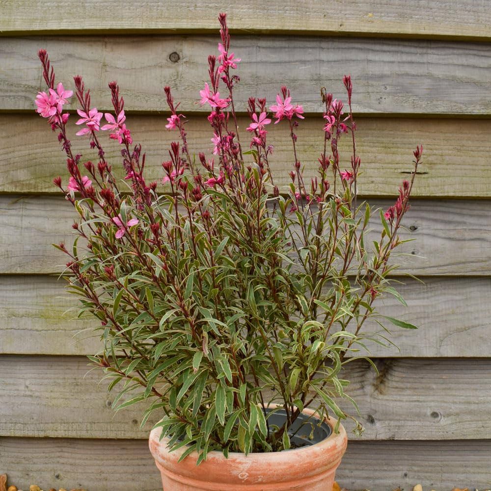 Gaura Variegated Pink (Gaura spp.)