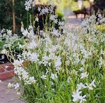 Gaura White (Gaura spp.) - Ladybird Nursery