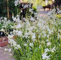 Gaura White (Gaura spp.)