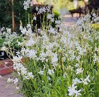 Gaura White (Gaura spp.)