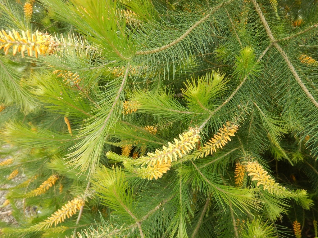 Geebung Gold Lantern (Persoonia)