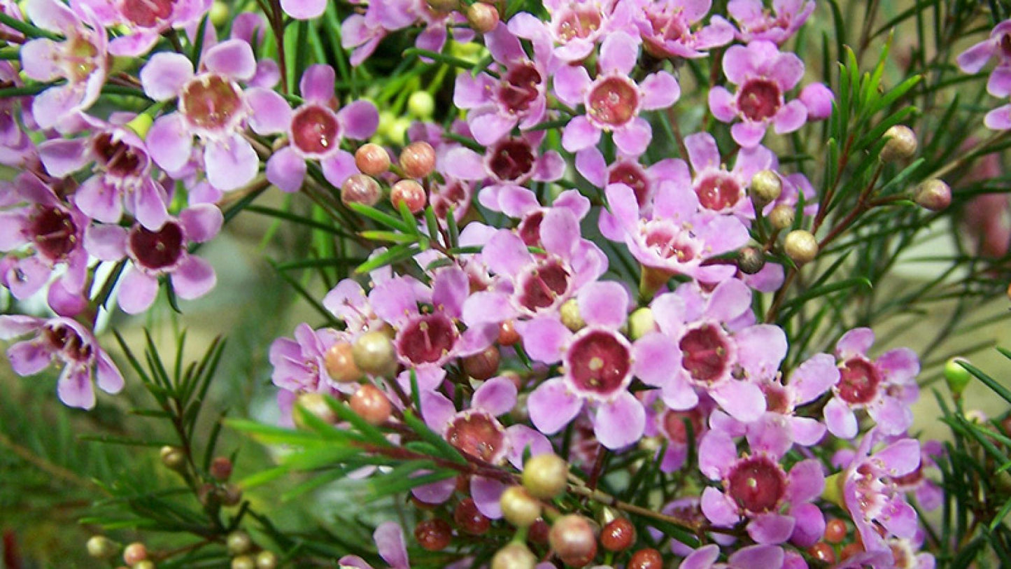 Geraldton Wax Cha Cha (Chamelaucium)