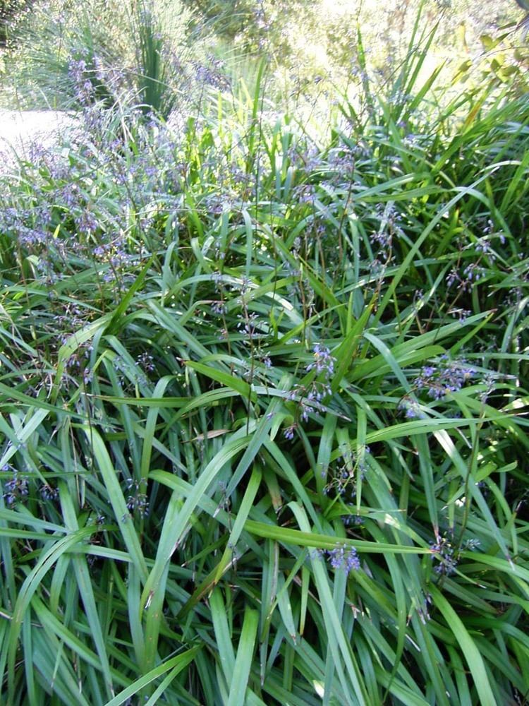 Flax Lily Goddess (Dianella caerulea) - Ladybird Nursery