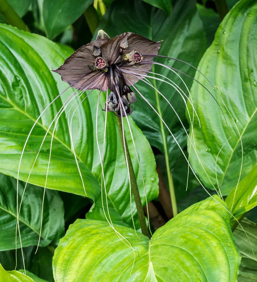 Black Bat Plant (Tacca chantrieri) - Ladybird Nursery
