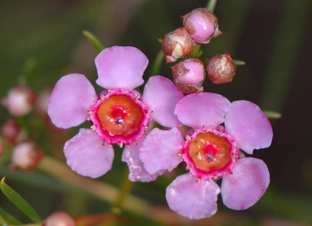 Geraldton Wax Kalbarri (Chamelaucium) - Ladybird Nursery