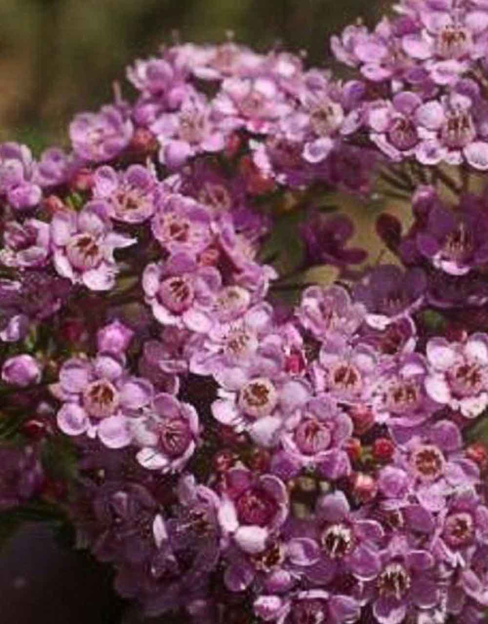 Geraldton Wax Local Hero (Chamelaucium)