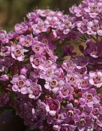 Geraldton Wax Local Hero (Chamelaucium)