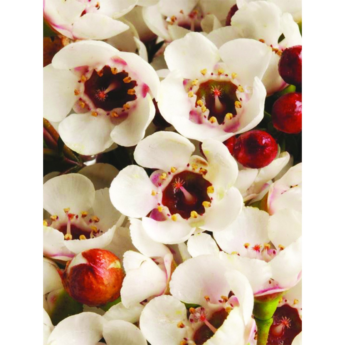 Geraldton Wax Moonlight Delight (Chamelaucium)