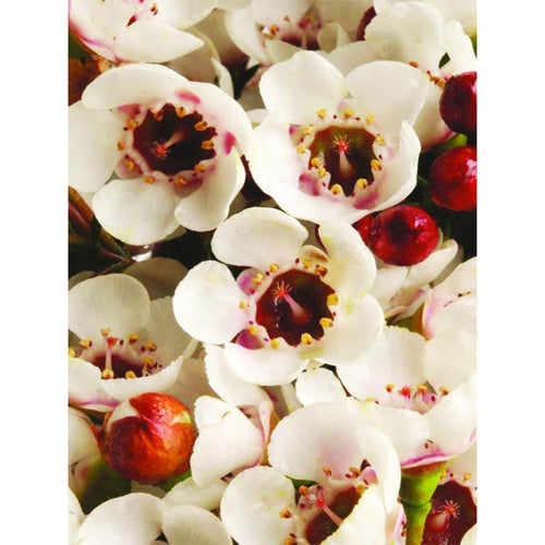 Geraldton Wax Moonlight Delight (Chamelaucium) - Ladybird Nursery