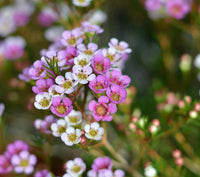 Geraldton Wax Ninas Delight (Chamelaucium)