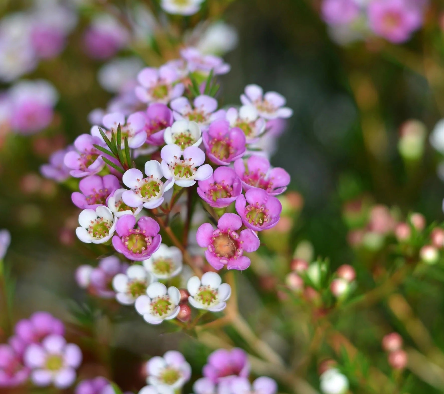 Geraldton Wax Ninas Delight (Chamelaucium) - Ladybird Nursery