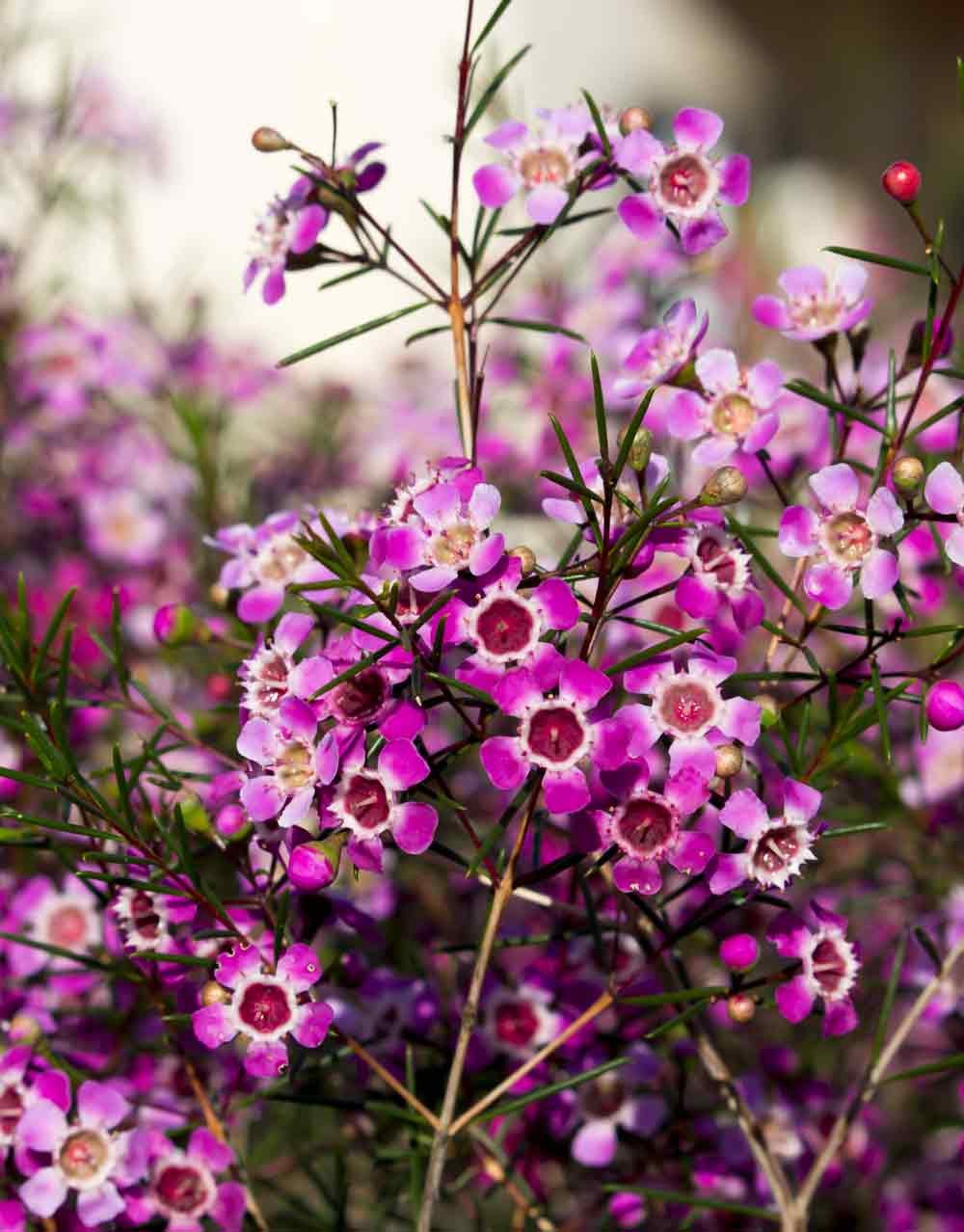 Geraldton Wax Raspberry Ripple (Chamelaucium)