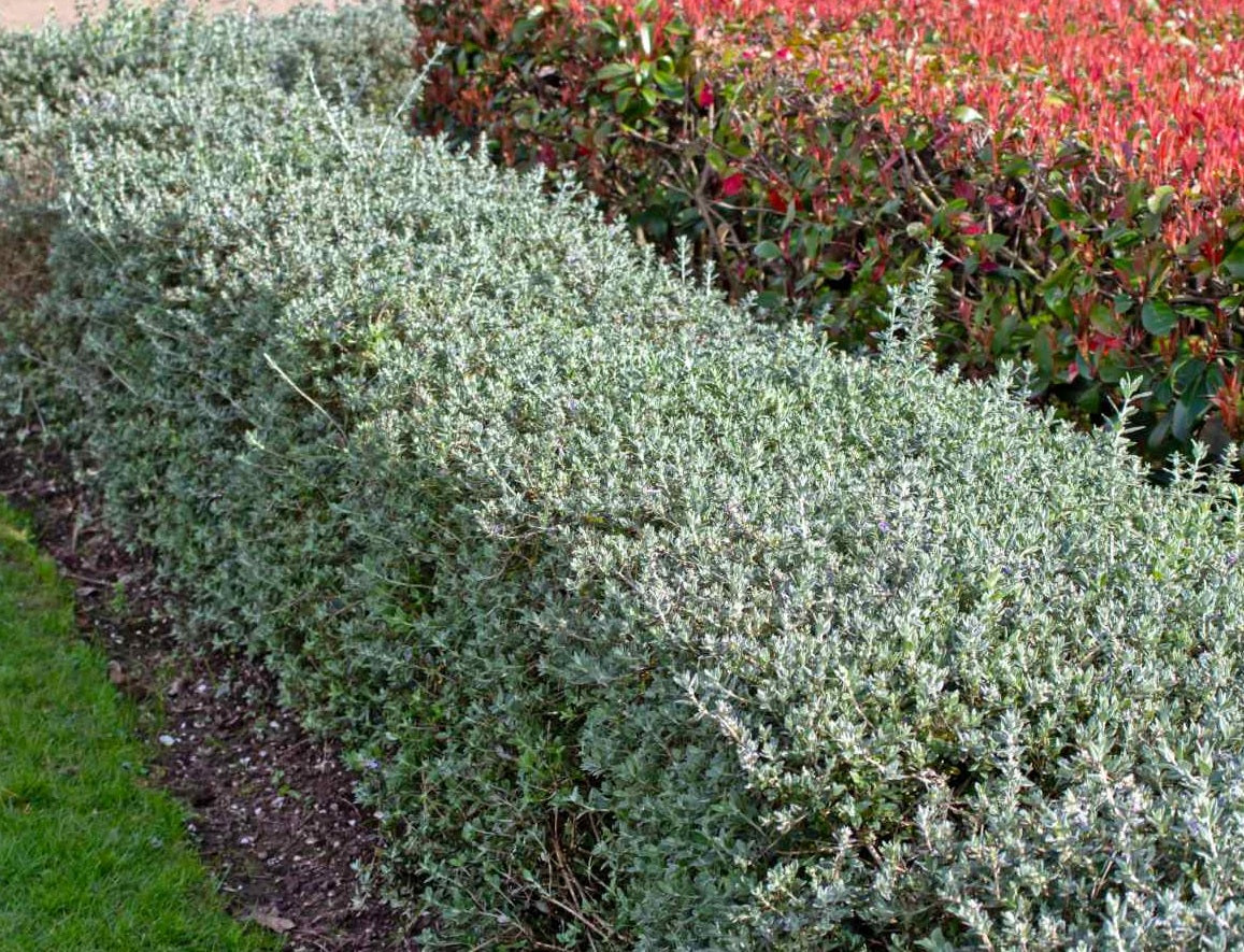 Germander (Teucrium fruticans)