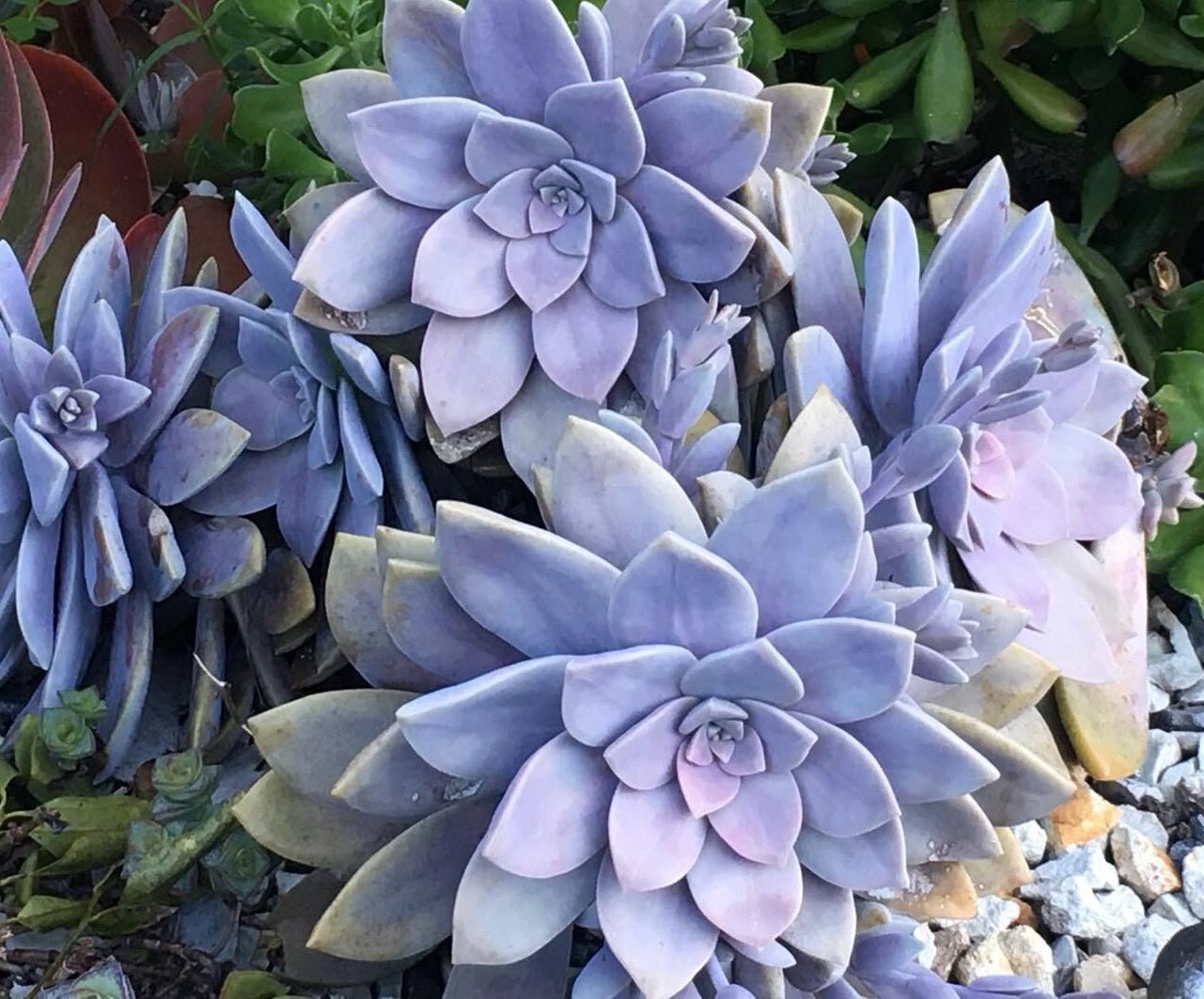 Ghost Plant (Graptopetalum pentandrum) - Ladybird Nursery