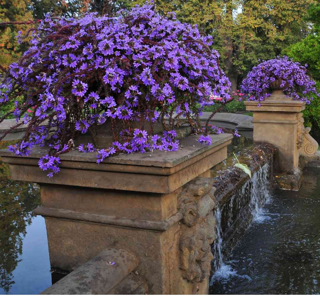 Fan Flower Top Pot (Scaevola aemula)