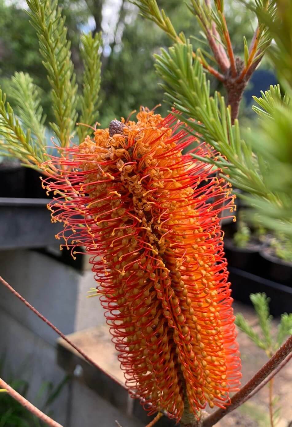 Giant Candles Banksia (Banksia Giant)