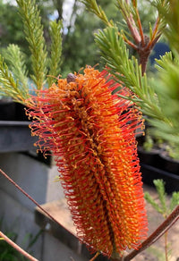 Giant Candles Banksia (Banksia Giant)