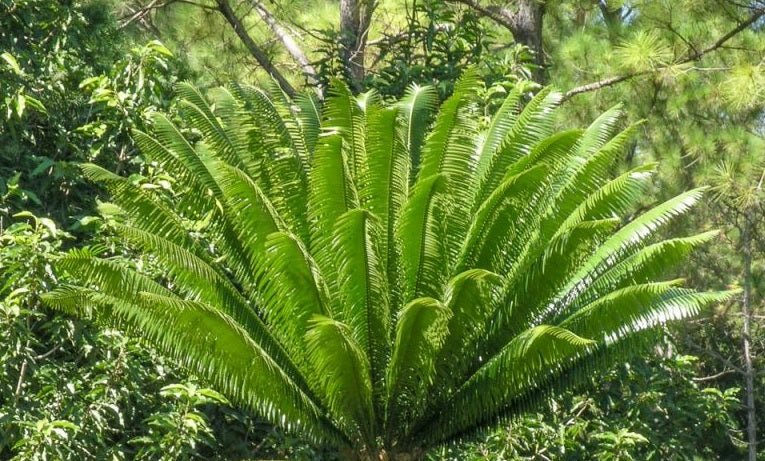 Giant Dioon (Dioon spinulosum) - Ladybird Nursery