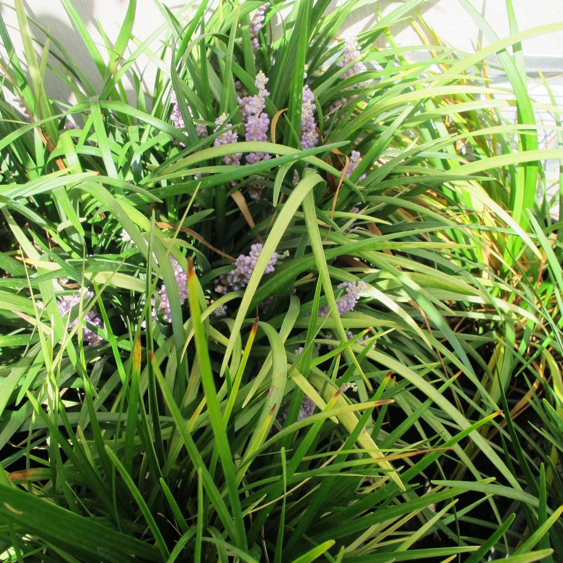 Giant Lilyturf (Liriope gigantea) - Ladybird Nursery