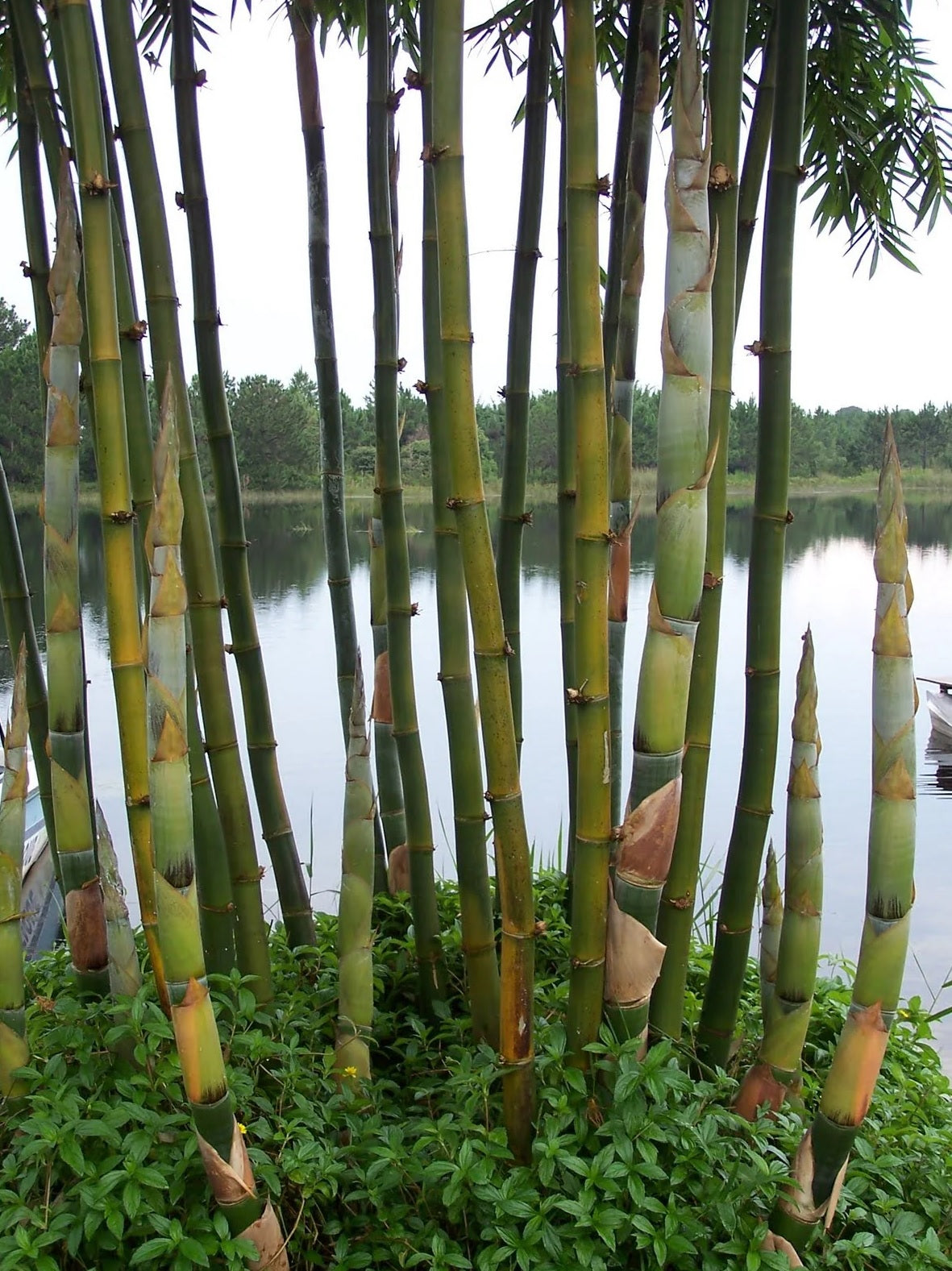 Giant Timber Bamboo Oldhams (Bambusa oldhamii)