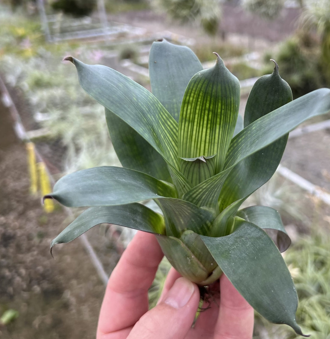 Giant Vriesea (Vriesea gigantea) - Ladybird Nursery