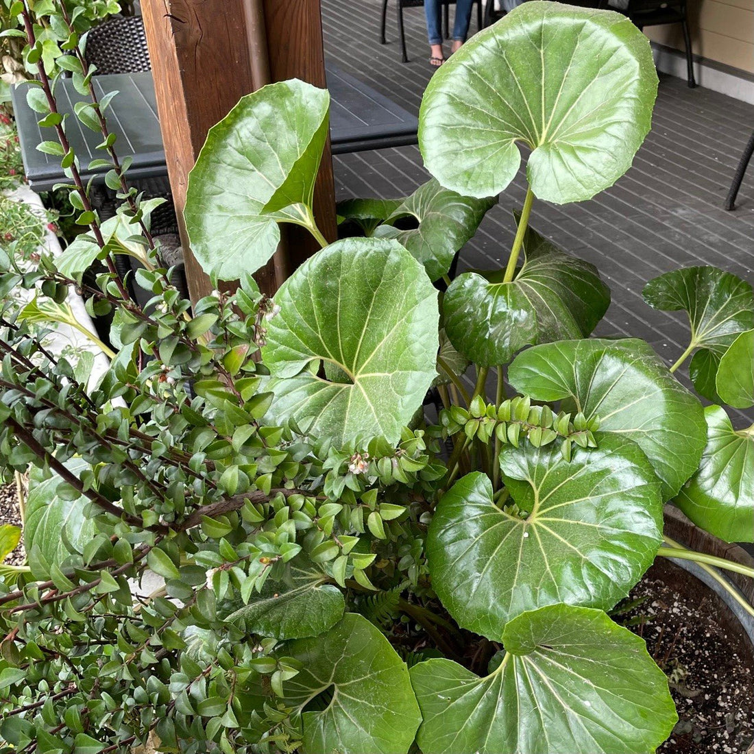 Gigantea Leopard Plant (Farfugium japonicum) - Ladybird Nursery