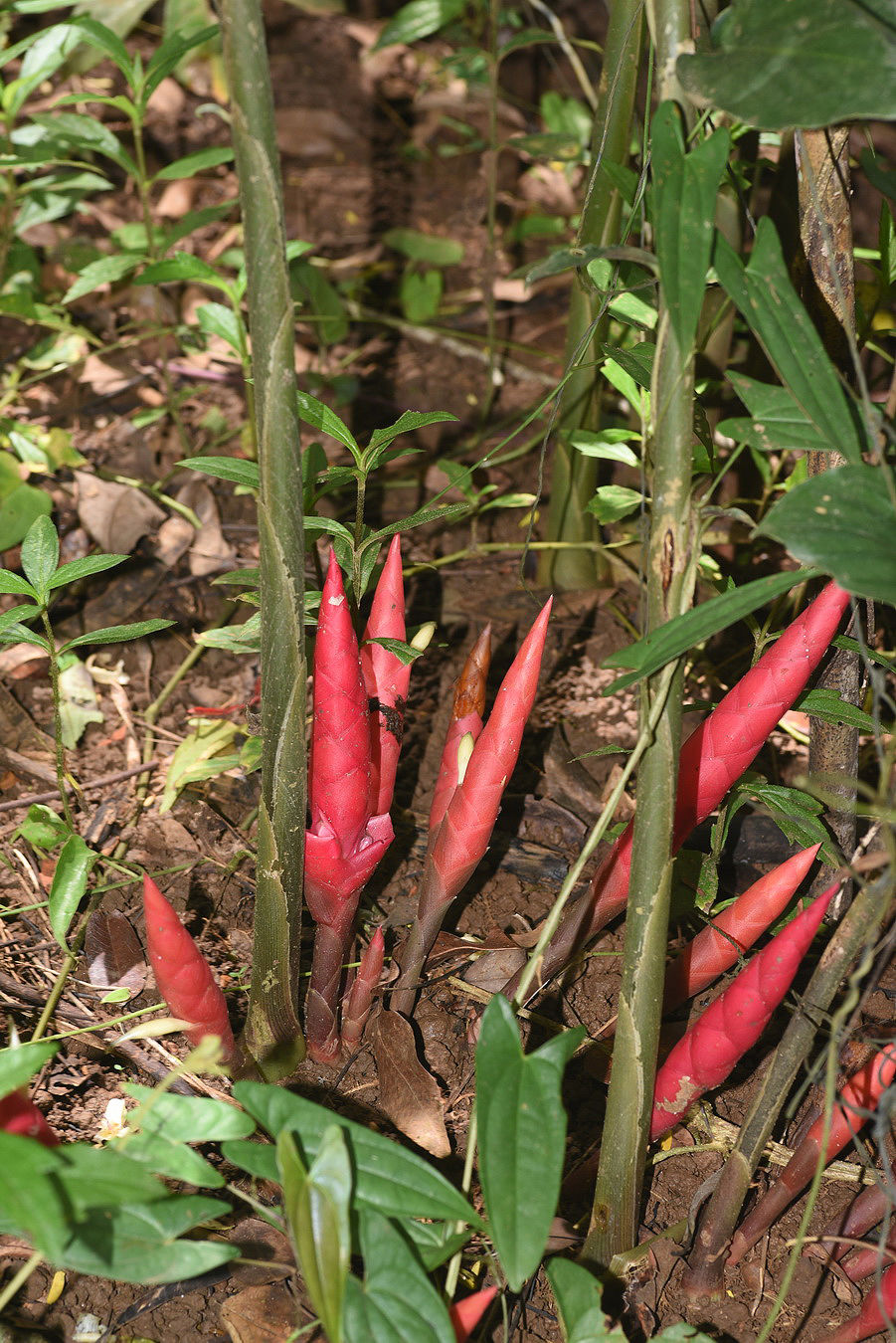 Ginger (Zingiber collinsii)