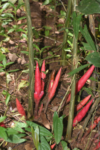 Ginger (Zingiber collinsii)
