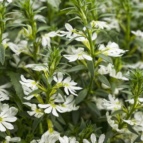 Fan Flower White (Scaevola spp.) - Ladybird Nursery