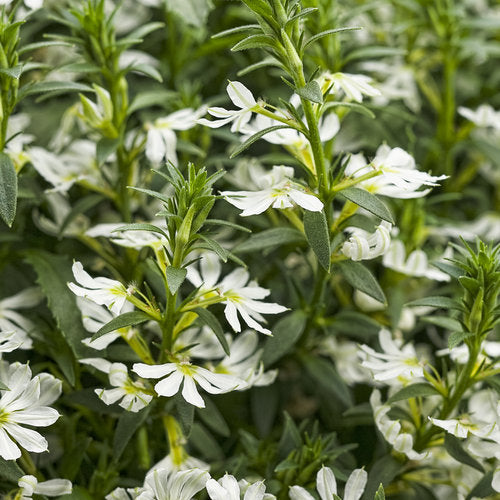 Fan Flower White (Scaevola spp.)