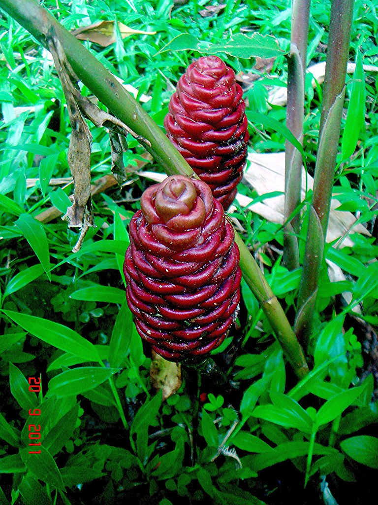 Ginger (Zingiber ottensii)