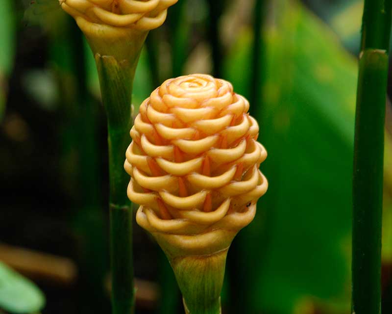 Ginger Chocolate Beehive (Zingiber macradenia)