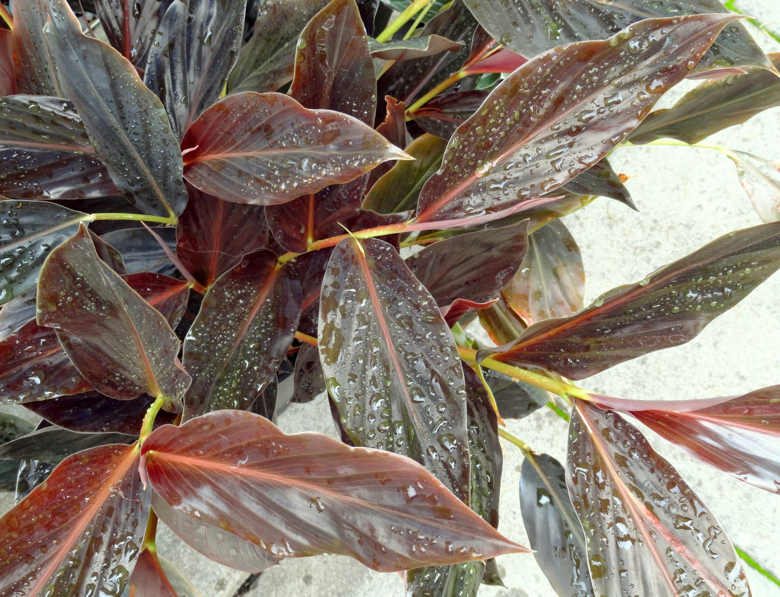 Ginger Midnight (Zingiber malaysianum)