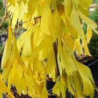 Ginkgo biloba Saratoga Fishtail Ginkgo