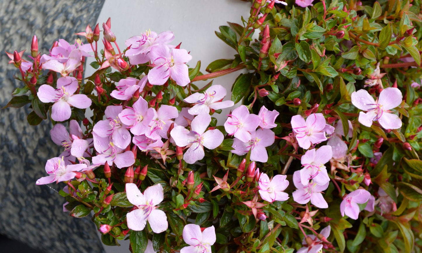 Centradenia Cascade(Centradenia)