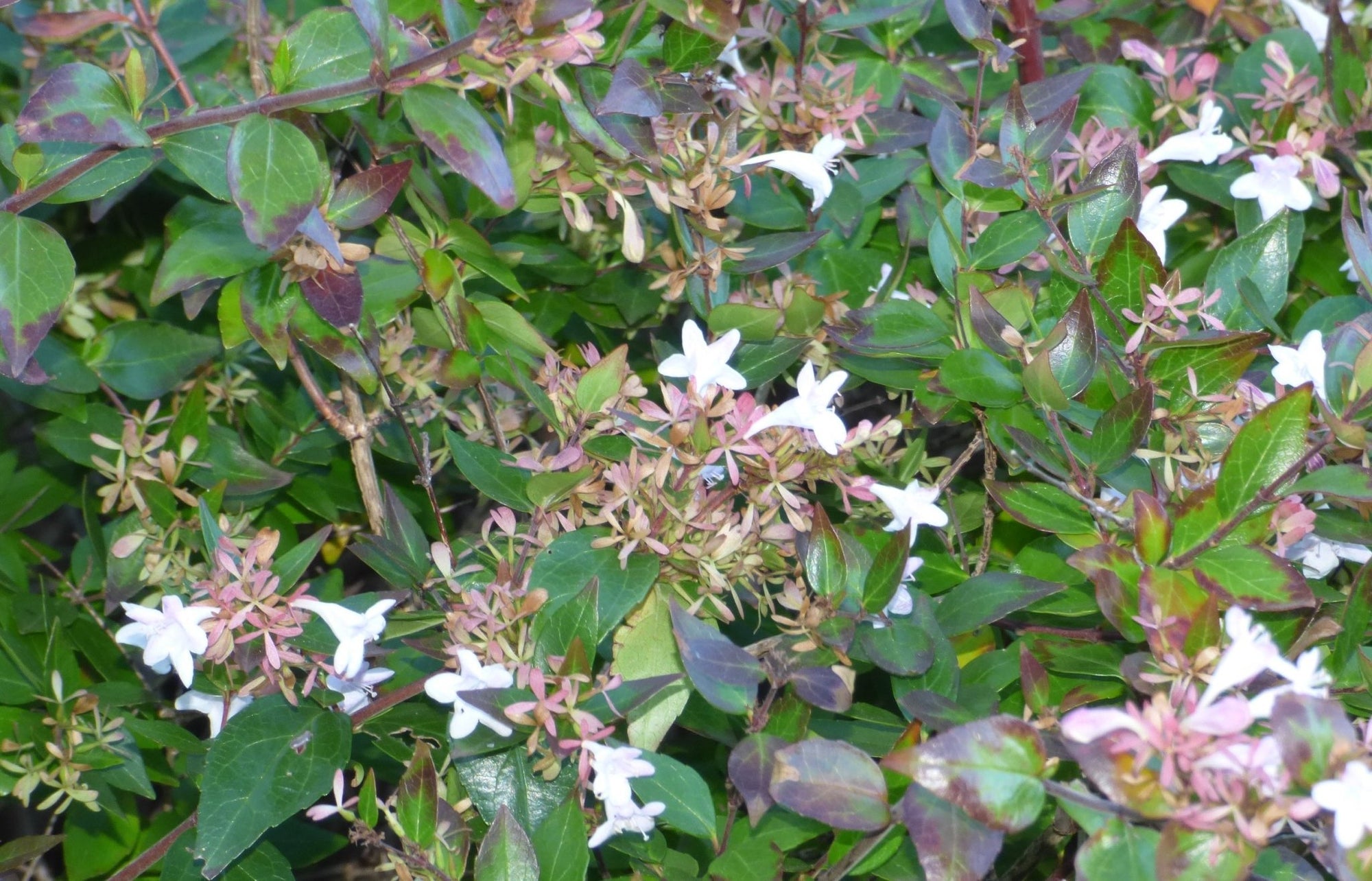 Glossy Abelia Dwarf (Abelia grandiflora) - Ladybird Nursery