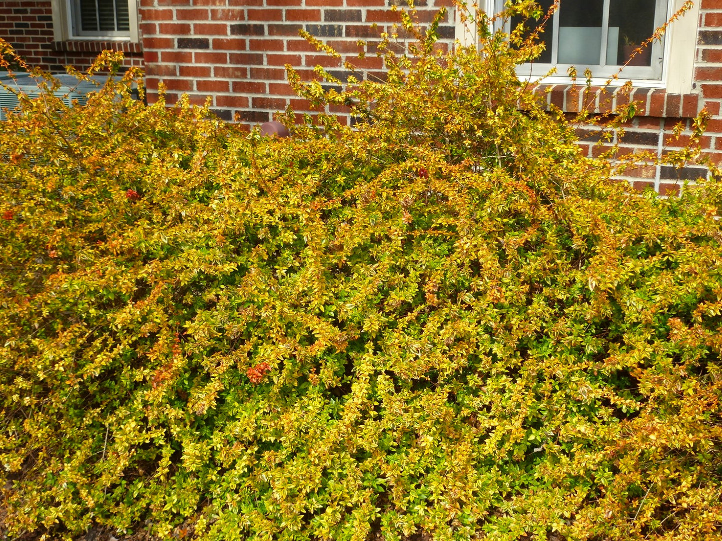 Glossy Abelia Dwarf Variegated (Abelia grandiflora)